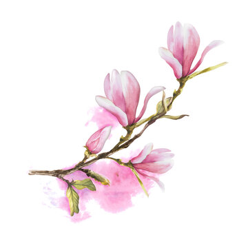 Magnolia flower bough Watercolor Hand drawn Illustration isolated on white background with pink stains