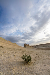 A lone plant tries to survive in a dry desert landscape of Mangystau, Kazakhstan