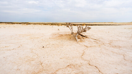 A lone plant tries to survive in a dry desert landscape of Mangystau, Kazakhstan