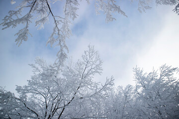 Fototapeta na wymiar Forest after a snowfall in the morning