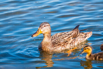 A family of ducks, a duck and its little ducklings are swimming in the water. The duck takes care of its newborn ducklings. Mallard, lat. Anas platyrhynchos