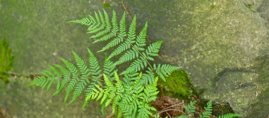 A green fern plant growing on a rough gray rock