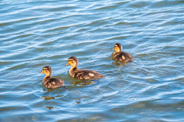 Cute little duckling swimming alone in a lake or river with calm water