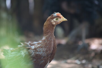 Gallina pequeña de color cafe con blanco, perfil. en un granero de Yucatán.