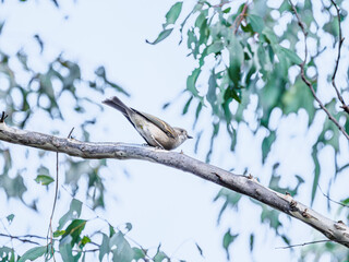 Shrike Thrush Crouched