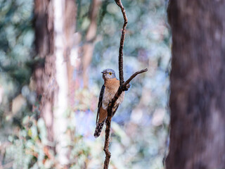 Silver Eye On Vertcal Branch