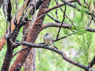  Fairy Wren Head On Wattle