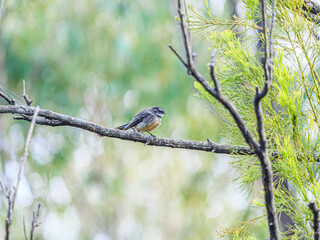 Obraz premium Wagtail Right Side