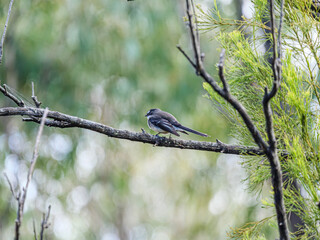 Wagtail Wattle