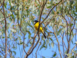 Yellow Robin In Gum