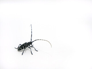 遠目から見たゴマダラカミキリムシ