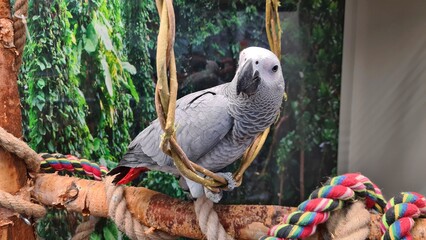 Large gray parrot sits in ring woven from thin rods © Anatolijs