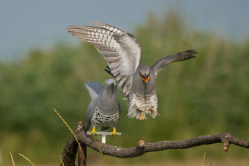 Common cuckoo - Cuculus canorus - male attacking wooden cuckoo. Photo from Kisújszállás in Hungary.