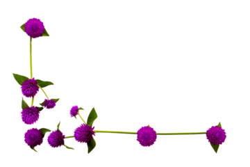 purple flowers globe amaranth local flora arrangement flat lay postcard style 