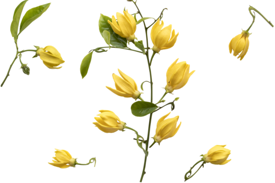 yellow flowers ylang ylang local flora arrangement flat lay postcard style 