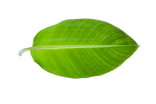 banana leaf arrangement flat lay style 