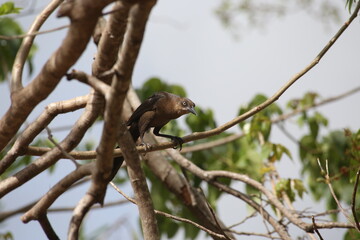 Ave Zanate mirando a la cámara, sobre la rama de un árbol 