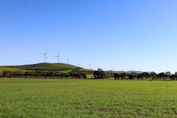 Wind turbine farm against blue sky and paddock with cows