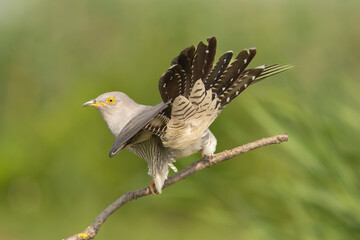 Common cuckoo - Cuculus canorus - male perched with spread tail at green background. This migrant bird is an european brood parasite. Photo from Kisújszállás in Hungary.