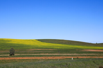 Fototapeta na wymiar Scenic view of green pasture farmland beneath clear blue sky