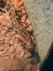 Snake in the zoo