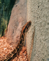 Snake in the zoo