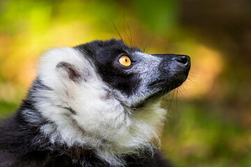 Portrait of Black-and-white ruffed lemur on the green background