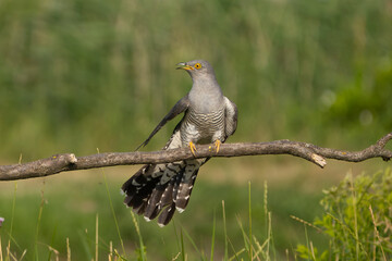 Common cuckoo - Cuculus canorus - male perched with spread tail at green background. This migrant...