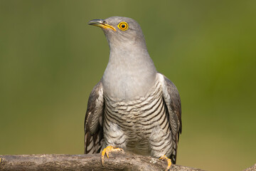 Portrait of Common cuckoo - Cuculus canorus - male with green background. This migrant bird is an european brood parasite. Photo from Kisújszállás in Hungary.