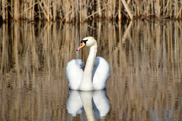 White mute swan swims on the lake.