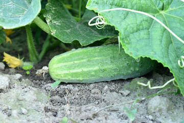 Obraz premium A green cucumber lies on the ground under a leaf.