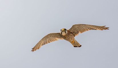 Common Kestrel (Falco tinnunculus) in flight against the sky. Bird in flight.