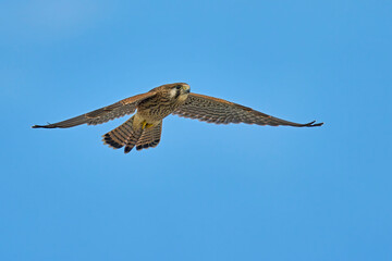 Common Kestrel (Falco tinnunculus) in flight against the sky. Bird in flight.