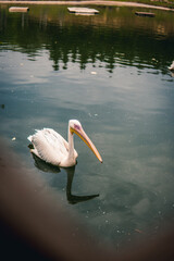 Pelican chilling in the water