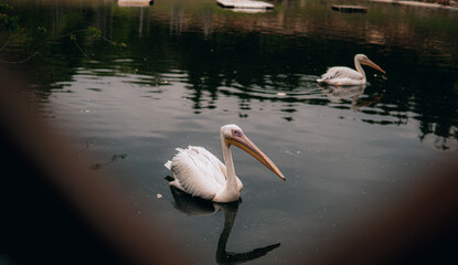 Pelican chilling in the water