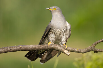 Common cuckoo - Cuculus canorus - male perched at green background. This migrant bird is an european brood parasite. Photo from Kisújszállás in Hungary.