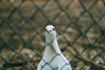 Pigeon looking trough the zoo fence 