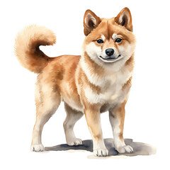 Fototapeta premium Generative AI : Playful Shiba: A Cute Watercolor Dog on a White Background