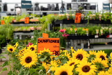 Potted sunflowers, nursery plants and seedlings on display at gardening warehouse shop store