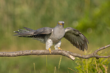 Common cuckoo - Cuculus canorus - male landing on perch with spread wings at green background. This migrant bird is an european brood parasite. Photo from Kisújszállás in Hungary.
