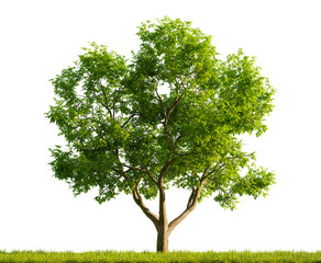 Single Juglans Regia tree in the middle of a grassy field on white transparent background. 3D rendering illustration. - obrazy, fototapety, plakaty