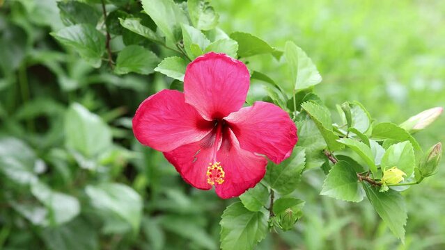red Hibiscus flowers in the garden fluttering with the wind