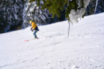 Icicles on conifer with snow in winter. Skier in the blur. Winter sports in Black Forest. Germany, Feldberg.