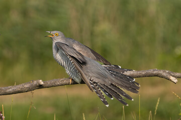 Common cuckoo - Cuculus canorus - male with spread tail and with green background. This migrant...