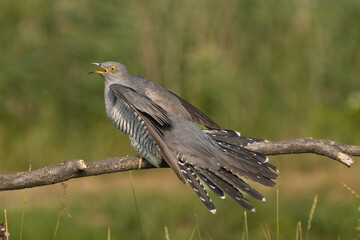 Common cuckoo - Cuculus canorus - male with spread tail and with green background. This migrant bird is an european brood parasite. Photo from Kisújszállás in Hungary.	