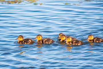 Cute little duckling swimming alone in a lake or river with calm water