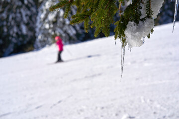 Icicles on conifer with snow in winter. Skier in the blur. Winter sports in Black Forest. Germany,...