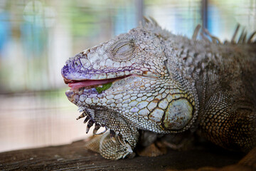 Close-up of iguana in the cage 