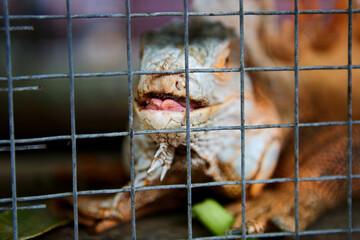 Close-up of iguana in the cage 