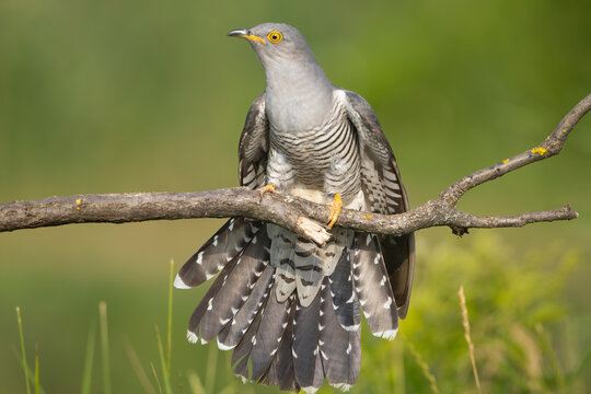 Common cuckoo - Cuculus canorus - male perched with spread tail at green background. This migrant bird is an european brood parasite. Photo from Kis&uacute;jsz&aacute;ll&aacute;s in Hungary.
